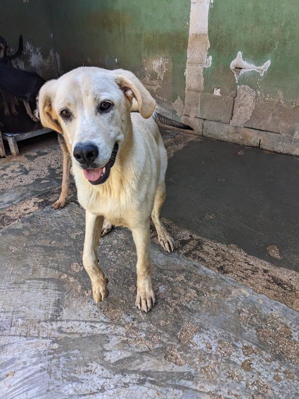 CREMINO - simil labrador di 1 anno Foto 2